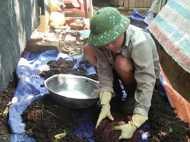 Nuôi con chỉ ăn phân động vật, đút túi chục triệu mỗi tháng-1