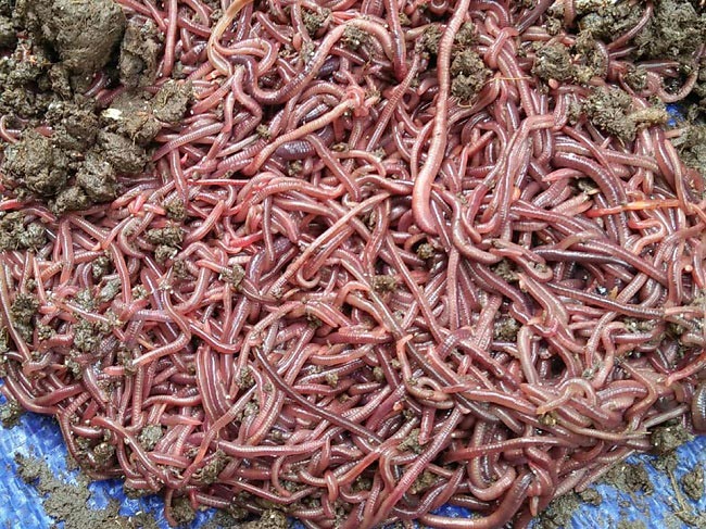 Nuôi con chỉ ăn phân động vật, đút túi chục triệu mỗi tháng-2