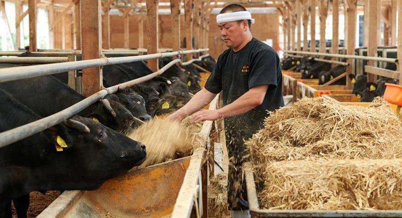 Vẫn chỉ là thịt bò, tại sao thịt của Nhật lại có giá cắt cổ?-2