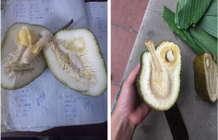 Than thở vì đầu tháng cô hồn đã gặp quả mít lạ, chàng trai lại gặp ngay phản ứng bất ngờ của dân mạng-2