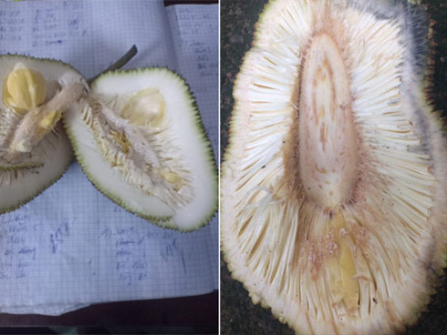 Than thở cây mít chỉ ra quả tí hon sau 4 năm chăm bẵm, chủ nhà lại khiến dân mạng xuýt xoa khi bổ ra-5