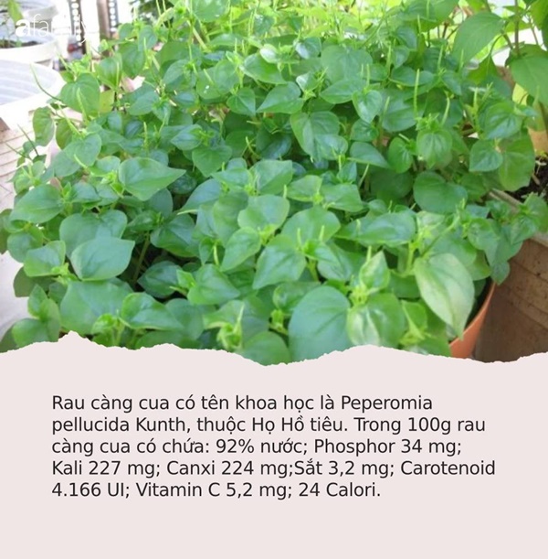 Có loại rau đắt hơn thịt, châu Âu, Trung Quốc tôn thảo dược quý chữa bệnh cực tốt, người Việt chỉ coi là cỏ dại-1
