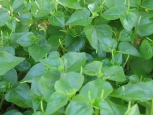 Sự thật về loại nhân sâm của người nghèo”, trị bách bệnh đang được người Việt săn đón nhiều nhất-3