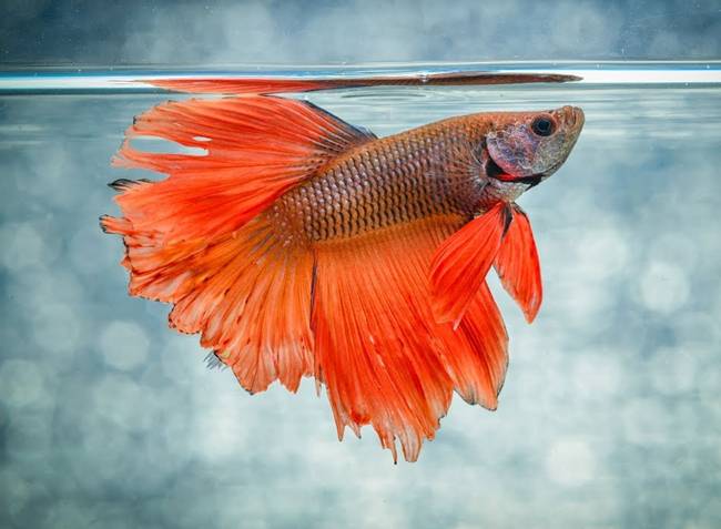 Cá cảnh giá 40 triệu, dân chơi Việt mê mẩn vì đẹp xiêu lòng-1