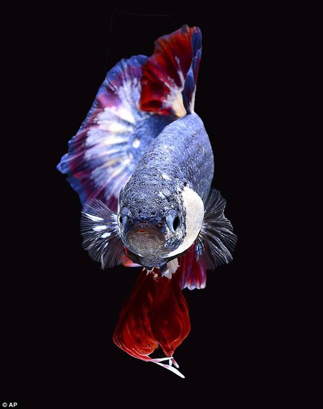 Cá cảnh giá 40 triệu, dân chơi Việt mê mẩn vì đẹp xiêu lòng-5