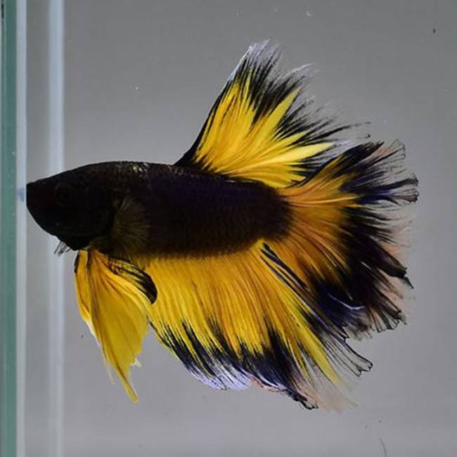 Cá cảnh giá 40 triệu, dân chơi Việt mê mẩn vì đẹp xiêu lòng-9