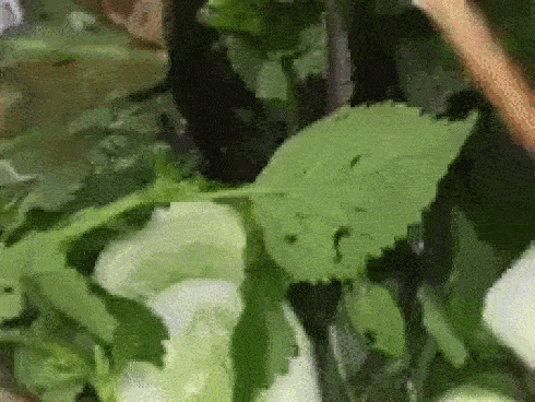 Hàng bún đậu nổi tiếng nhất nhì Hà Nội bị khách tố có sâu và phân sâu trong mẹt rau, ăn về còn đau bụng?