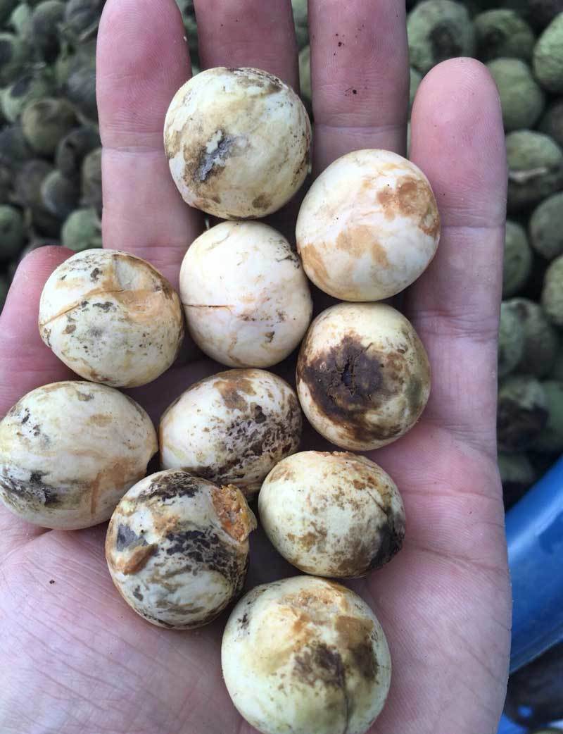 Quả rừng lạ về Hà Thành, đặc sản màu đen nấu bát canh mất 1 tiếng-2