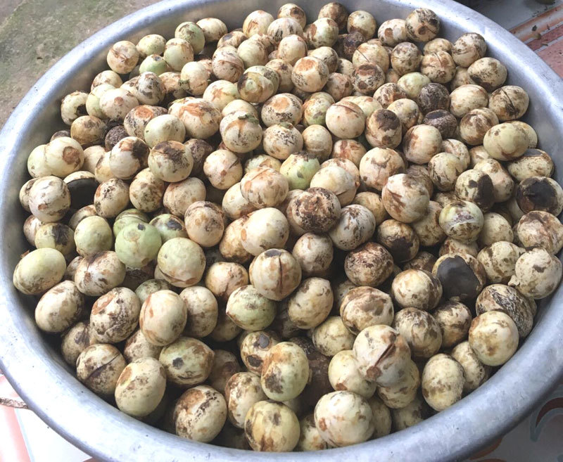 Quả rừng lạ về Hà Thành, đặc sản màu đen nấu bát canh mất 1 tiếng-4