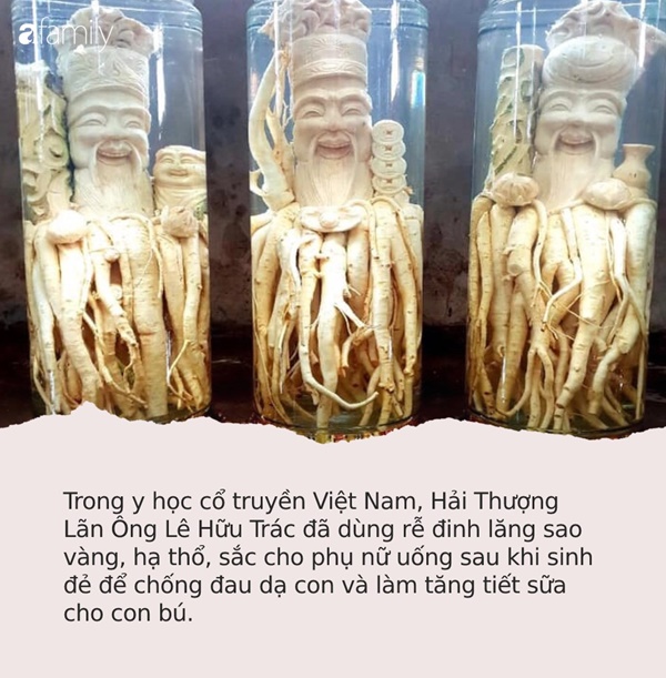 Sự thật về loại nhân sâm của người nghèo”, trị bách bệnh đang được người Việt săn đón nhiều nhất-1