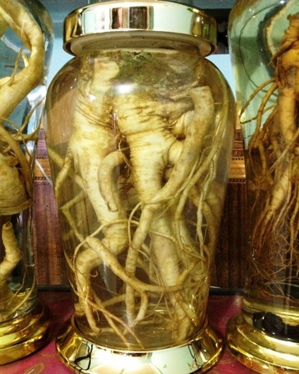 Sự thật về loại nhân sâm của người nghèo”, trị bách bệnh đang được người Việt săn đón nhiều nhất-2