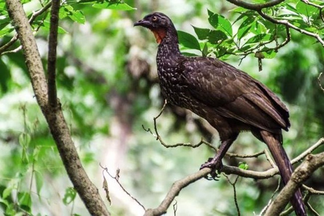 Thứ đắt hơn vàng trong phân chim, chăm đi nhặt về bán chục triệu dễ dàng-1