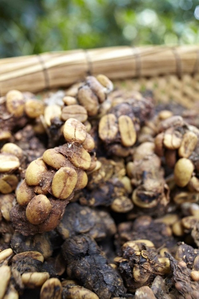 Thứ đắt hơn vàng trong phân chim, chăm đi nhặt về bán chục triệu dễ dàng-10