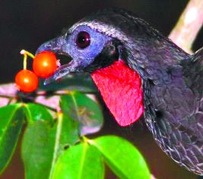 Thứ đắt hơn vàng trong phân chim, chăm đi nhặt về bán chục triệu dễ dàng-3