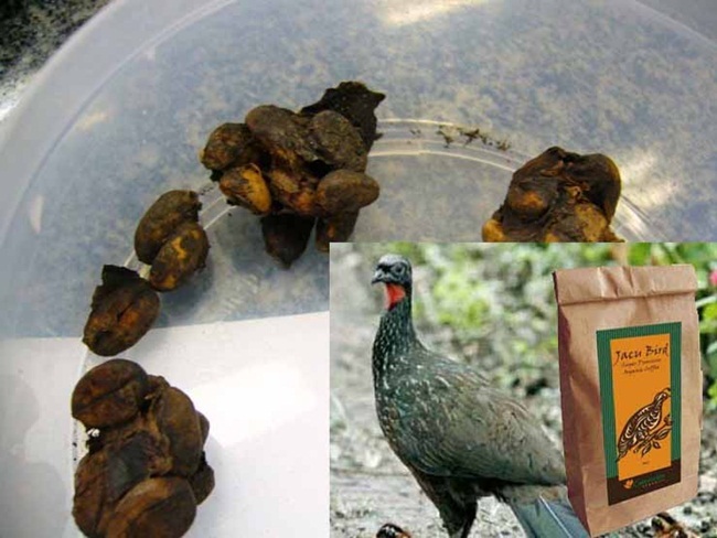 Thứ đắt hơn vàng trong phân chim, chăm đi nhặt về bán chục triệu dễ dàng-4