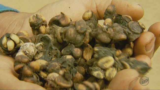 Thứ đắt hơn vàng trong phân chim, chăm đi nhặt về bán chục triệu dễ dàng-5