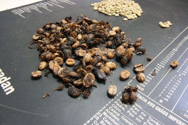 Thứ đắt hơn vàng trong phân chim, chăm đi nhặt về bán chục triệu dễ dàng-9