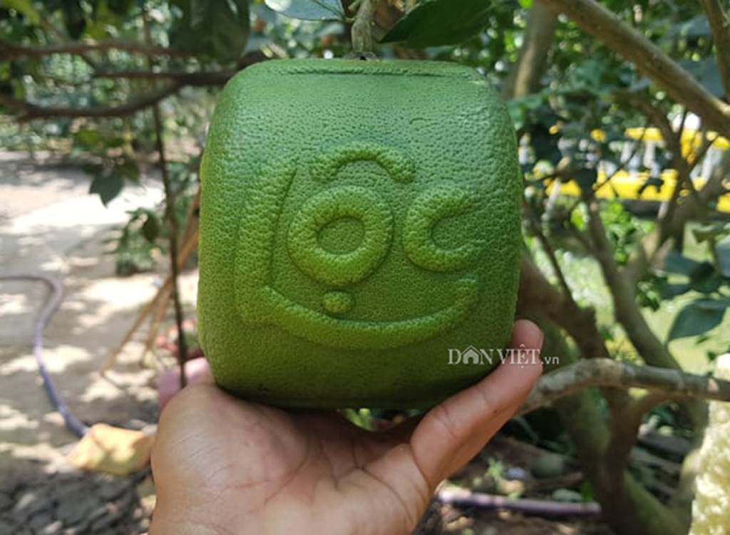 Độc lạ 200 trái bưởi hình dạng đồng tiền, có chữ Tài Lộc ở miền Tây-1