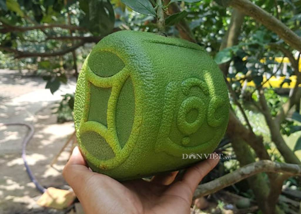 Độc lạ 200 trái bưởi hình dạng đồng tiền, có chữ Tài Lộc ở miền Tây-2