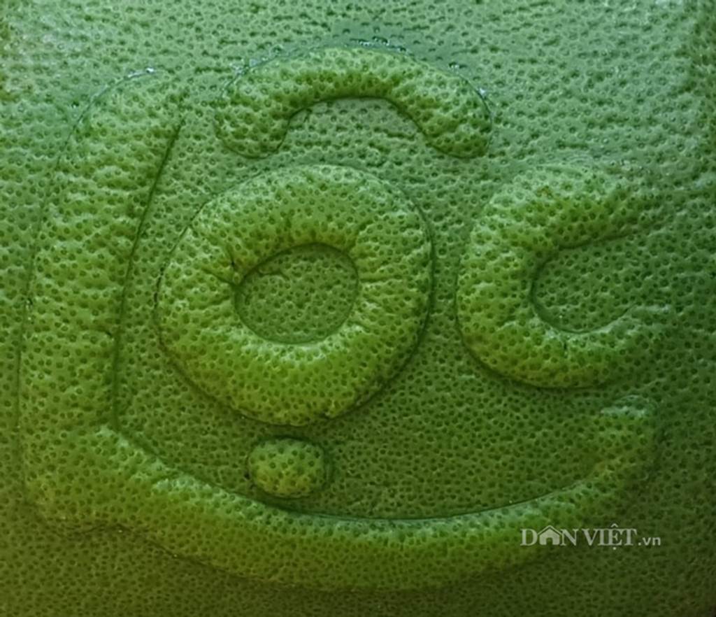 Độc lạ 200 trái bưởi hình dạng đồng tiền, có chữ Tài Lộc ở miền Tây-4