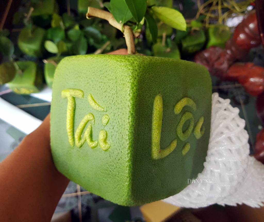 Độc lạ 200 trái bưởi hình dạng đồng tiền, có chữ Tài Lộc ở miền Tây-5