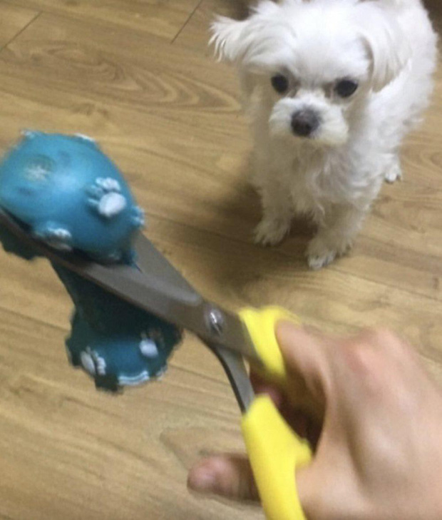 Tức giận chó cưng cắn nát AirPod, sen ngố ra tay dằn mặt khiến boss chỉ biết đứng hình 5 giây-2