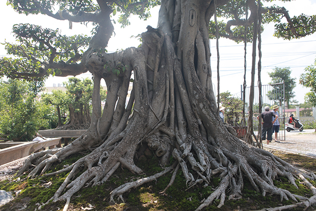 Cột cờ Hà Nội giá 2 tỷ, chủ nhân vẫn nhất quyết không bán-10