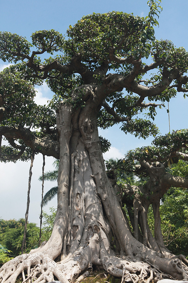 Cột cờ Hà Nội giá 2 tỷ, chủ nhân vẫn nhất quyết không bán-3