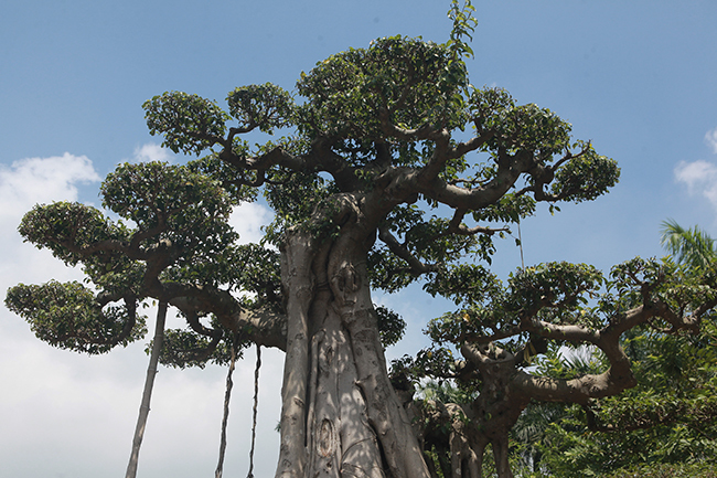 Cột cờ Hà Nội giá 2 tỷ, chủ nhân vẫn nhất quyết không bán-4