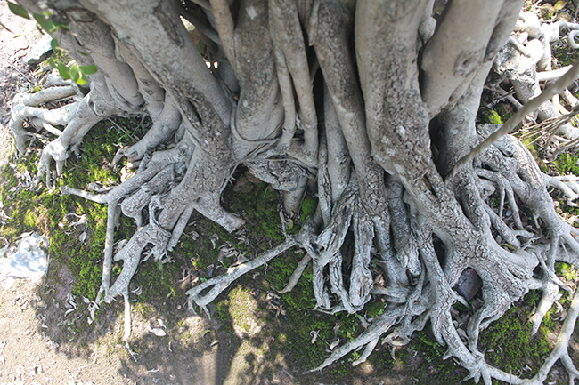 Cột cờ Hà Nội giá 2 tỷ, chủ nhân vẫn nhất quyết không bán-7