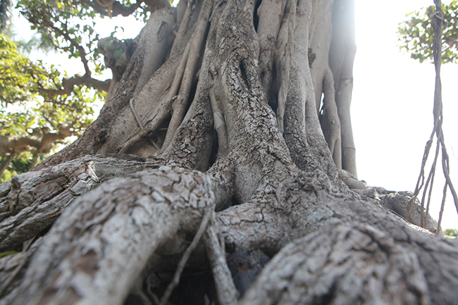 Cột cờ Hà Nội giá 2 tỷ, chủ nhân vẫn nhất quyết không bán-8