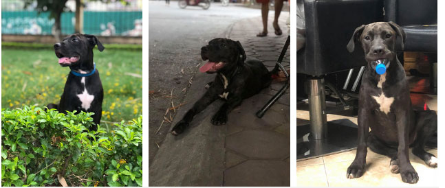 Chủ của chú chó trong clip húc đổ mâm cơm đang hot nhất MXH: Lúc đấy thật sự chán nhưng vẫn buồn cười-2