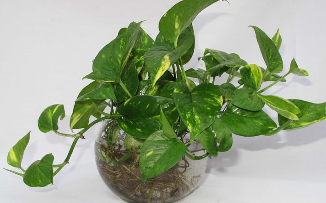 Loại cây phong thuỷ chỉ cần có nước là sống, vừa lọc sạch không khí, vừa hút tài hút lộc về cho gia chủ-1