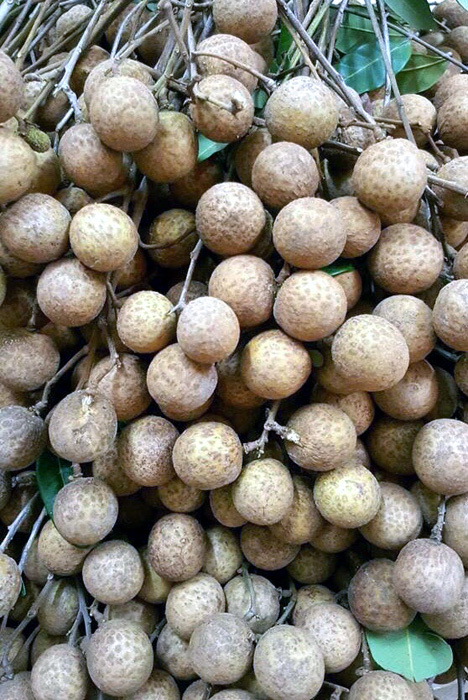 Loại nhãn xấu xí dần mất tích, dân sành ăn săn lùng khắp nơi-3