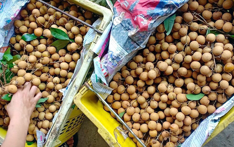 Loại nhãn xấu xí dần mất tích, dân sành ăn săn lùng khắp nơi-4