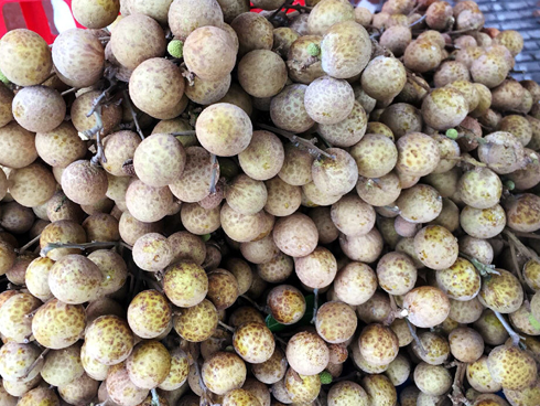 Bao trọn cây nhãn tiến vua hiếm có, tự hái ăn cả mùa quá đã-4