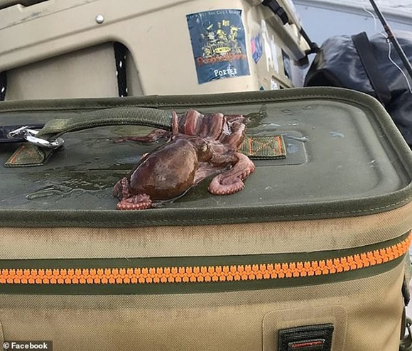 Chụp ảnh sống ảo với bạch tuộc, chị ngư dân bị cắn 2 phát đầy uy lực khiến khuôn mặt chảy máu và sưng tấy suốt 2 tháng-6