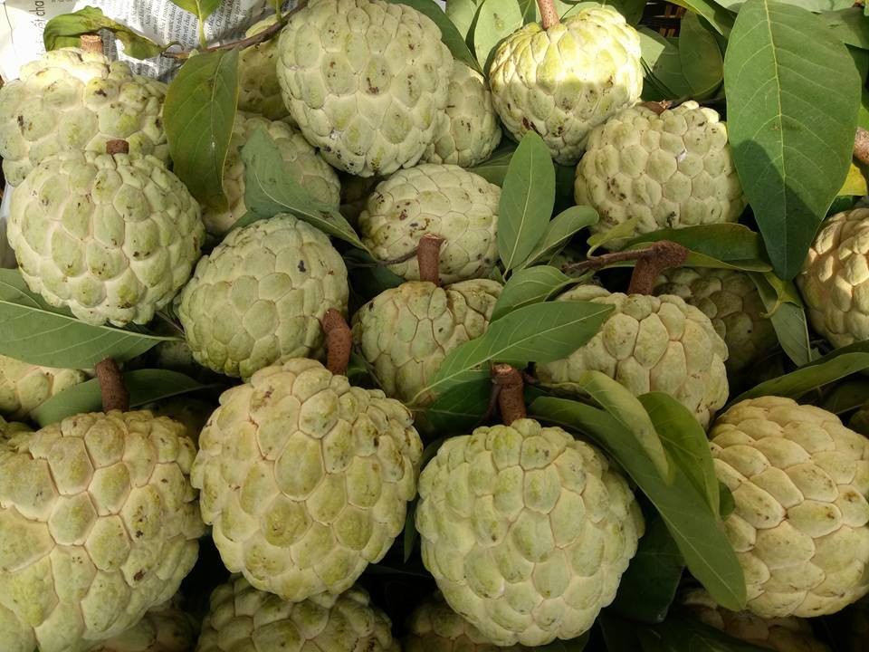 Điểm danh 10 loại na đang có mặt trên thị trường Việt, loại đắt nhất lên tới gần 500 nghìn/kg-1