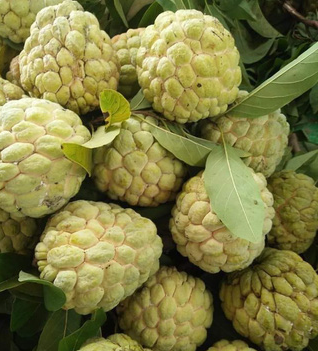 Điểm danh 10 loại na đang có mặt trên thị trường Việt, loại đắt nhất lên tới gần 500 nghìn/kg-4