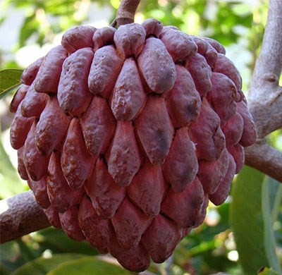Điểm danh 10 loại na đang có mặt trên thị trường Việt, loại đắt nhất lên tới gần 500 nghìn/kg-2