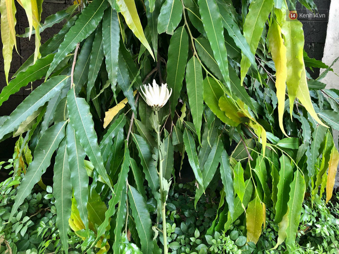 Người dân lặng lẽ đặt bông cúc trắng trước cổng trường Gateway để tưởng nhớ bé trai tử vong thương tâm trên xe đưa đón-4