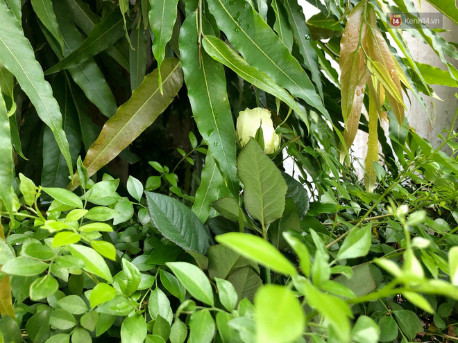 Người dân lặng lẽ đặt bông cúc trắng trước cổng trường Gateway để tưởng nhớ bé trai tử vong thương tâm trên xe đưa đón-5