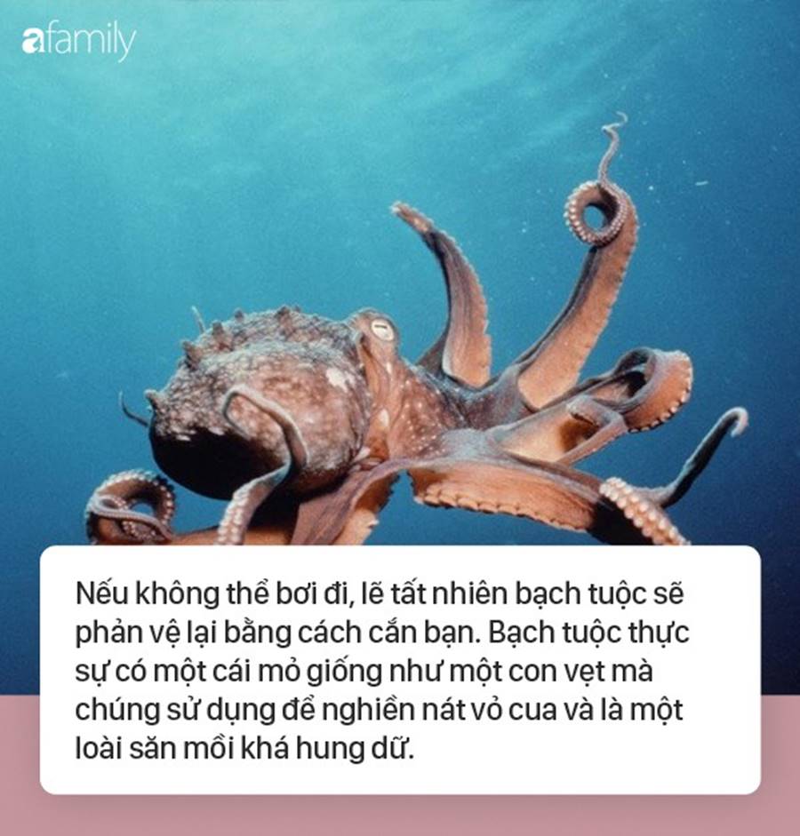 Đặt bạch tuộc lên mặt chụp ảnh sống ảo, người phụ nữ bị cắn đẫm máu, tê liệt cả cánh tay-4