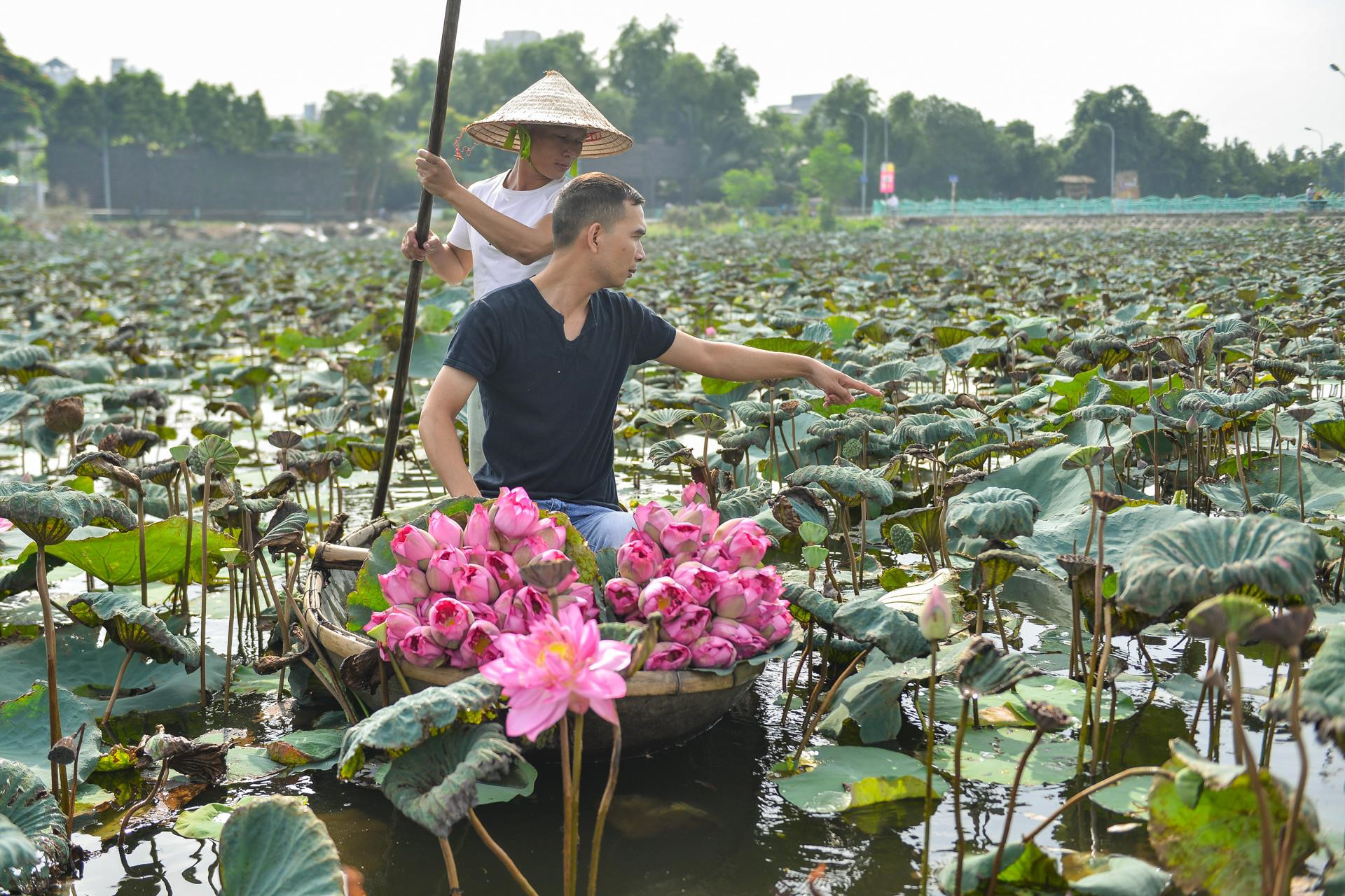 Từ bỏ thu nhập hàng nghìn USD mỗi tháng để giữ hồn sen bất tử-2