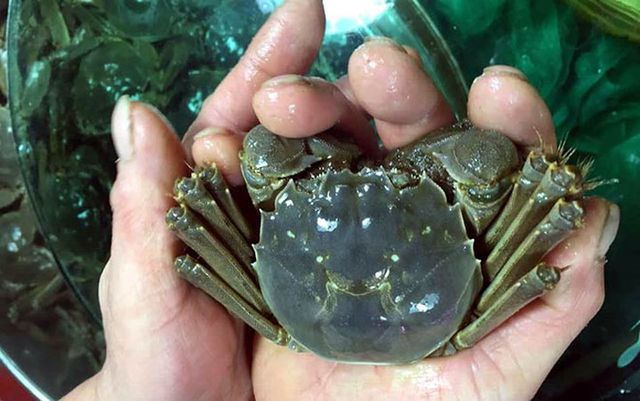 Con cua bé tí có vài lạng chỉ như cua đồng Việt Nam mà giá cả triệu-5