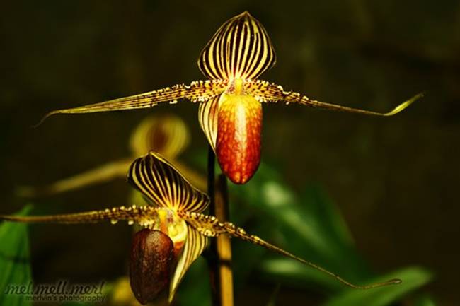 Loại hoa quý như vàng, 15 năm mới nở một lần, đại gia mơ cũng khó mua-11