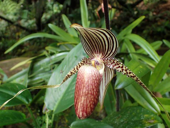 Loại hoa quý như vàng, 15 năm mới nở một lần, đại gia mơ cũng khó mua-12