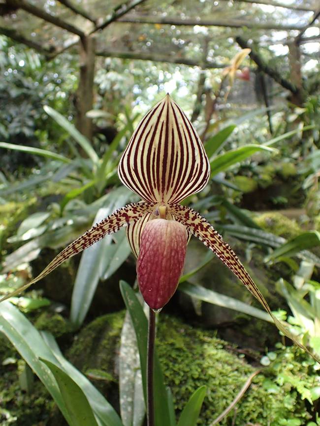 Loại hoa quý như vàng, 15 năm mới nở một lần, đại gia mơ cũng khó mua-5