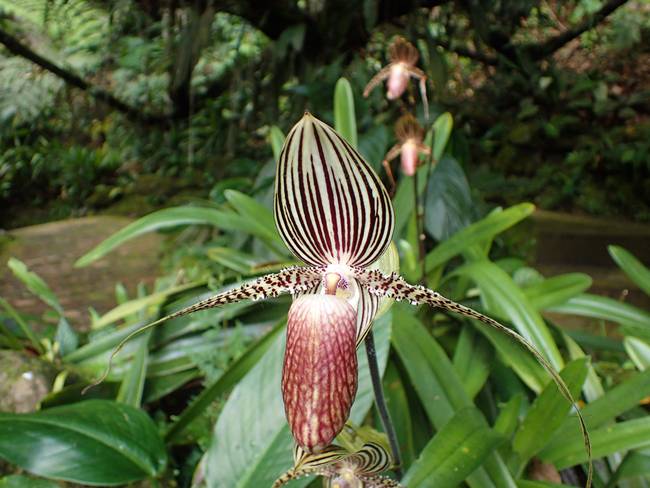 Loại hoa quý như vàng, 15 năm mới nở một lần, đại gia mơ cũng khó mua-8