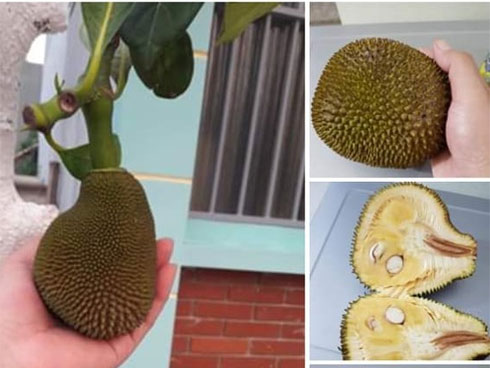 Xôn xao hình ảnh cây mít sai trĩu quả mọc giữa văn phòng-4